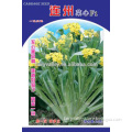 Good quality cabbage seeds for planted-Lianzhou Cabbage-Leaf No.1